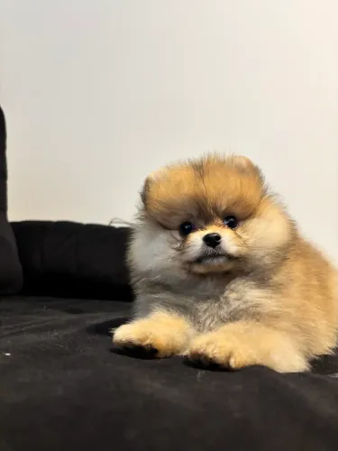 Spitz Lulu da pomerania fêmea 