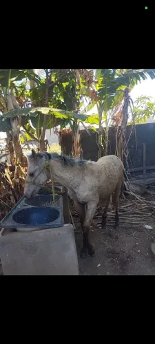 Cavalo quarto de milha , manga larga machador , potro