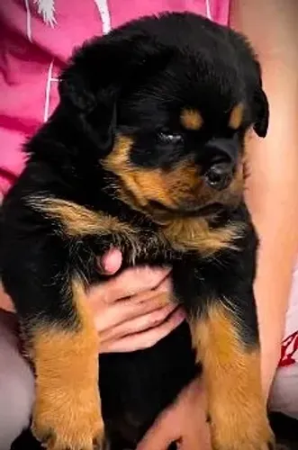 ROTTWEILER - MACHOS E FÊMEAS DISPONÍVEIS