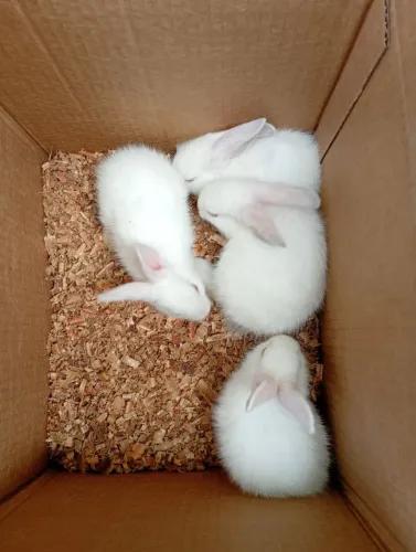 Vendo coelhos de raça filhote