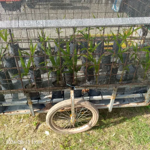 Plantas em geral mudas de juçara, côco, bananeira,caju entre outras.