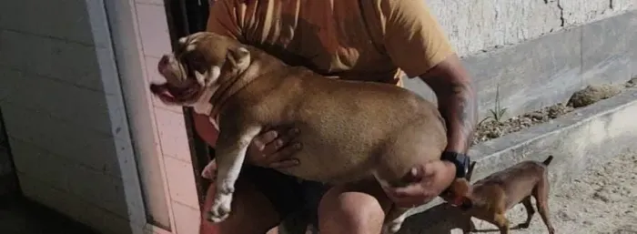 American Bully