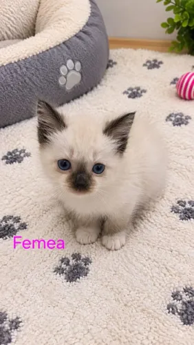 Gatinhos