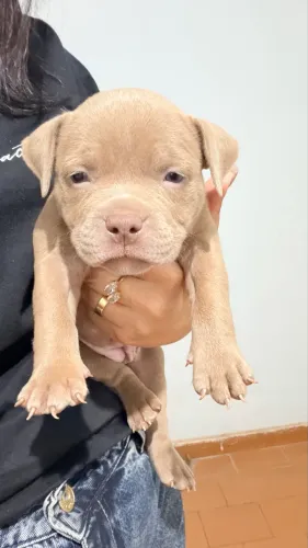 Filhote American Bully