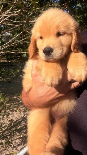 Filhotes de Golden 