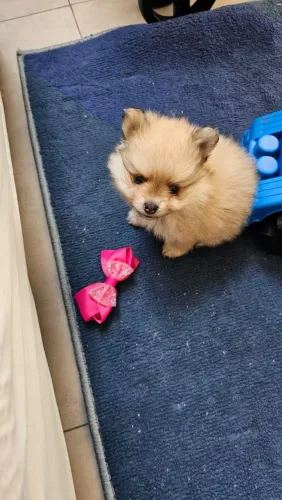Spitz alemão a fofura que vai encantar nesse dia dos namorados