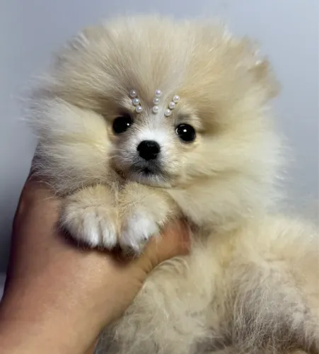 Lulu da pomerania anao fêmea creme pititinha
