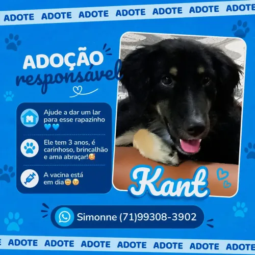 CACHORRO PARA DOAÇÃO!!       ADOTE KANT!! DÊ UM LAR PARA ELE!!