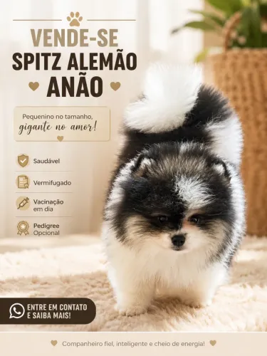 Spitz alemão ursinho - Anão