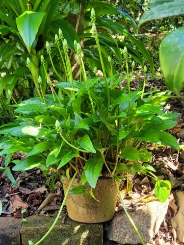 Planta Orelha de Leopardo (Drimiopsis maculata)