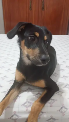 ADOÇÃO RESPONSÁVEL - DOANDO CACHORRA 