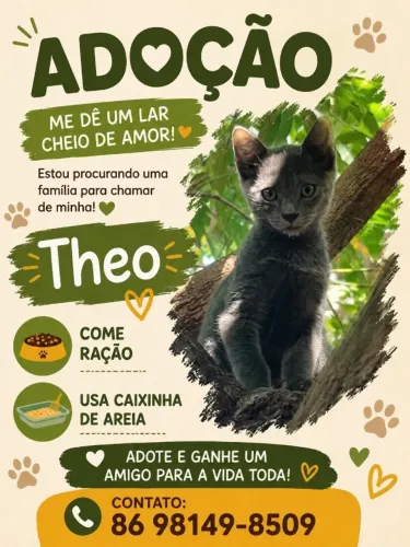 Doação de gatos ?