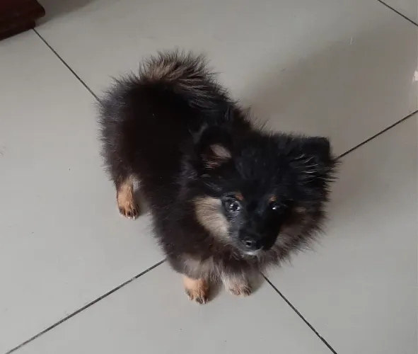 SPITZ ALEMÃO MINNI MACHO