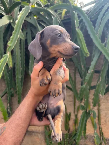 Basset Cinza