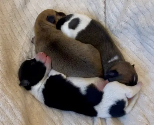 Doacao de cachorrinhos filhote