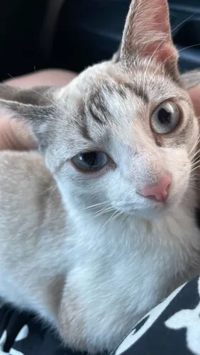 Gato Filhote Siamês rajado 