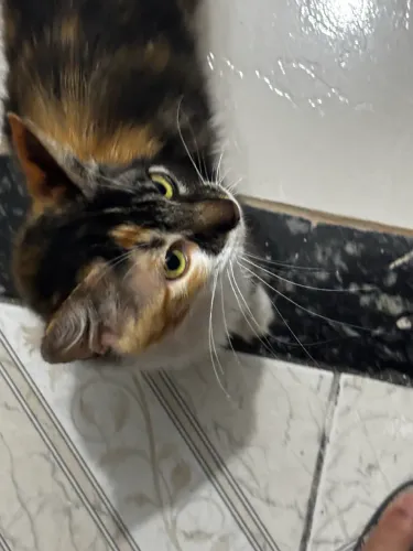 Doação de gatinha