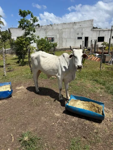 Vacas