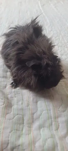 Porquinho da Índia