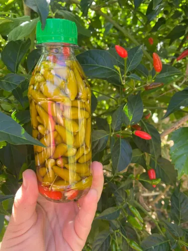 6,00 Reais Pimenta em conserva Abreu e Lima