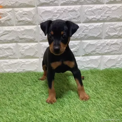 Neném Pinscher/Pincher saudável dócil e ativo procedência garantida