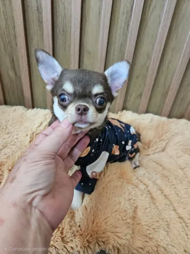 Chihuahua - Muito Amor em Quatro Patas!