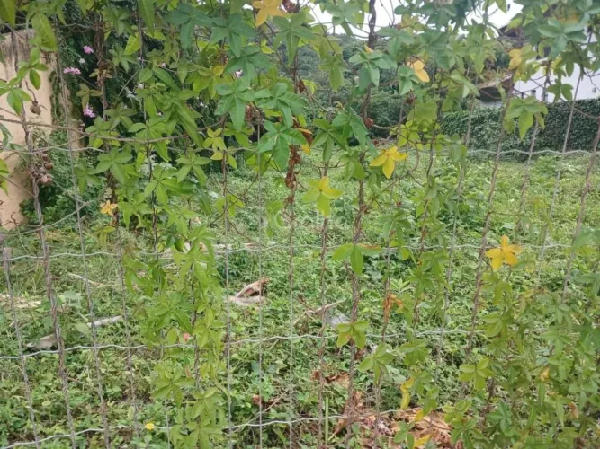 Terreno para Venda em Florianópolis, Praia Brava