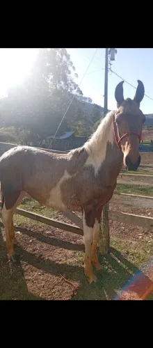 Cavalo 