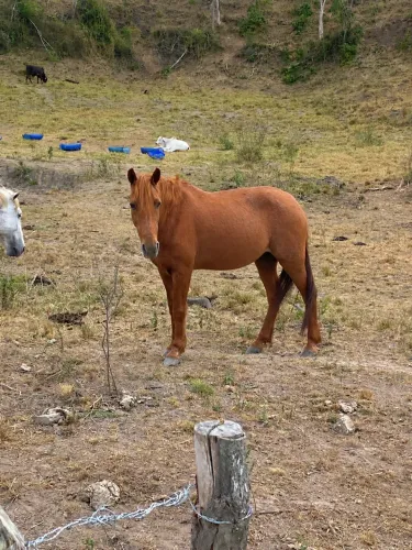 Vendo Égua Mansa para criança