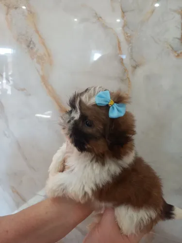 Mini shih tzu