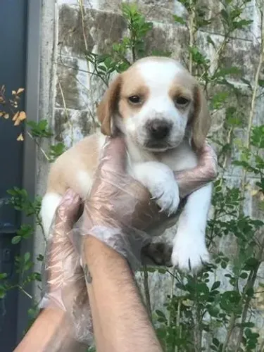 Beagle Filhote ? Seu Novo Companheiro com Garantia e Suporte
