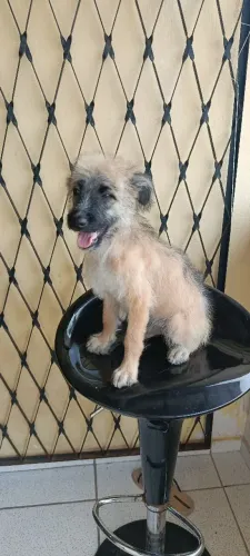 Estou doando uma cadelinha de 4 meses