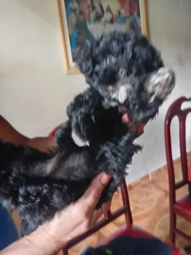 Filhote de  ? número 1