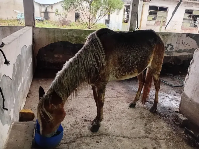 Egua baia ruana bem mansa