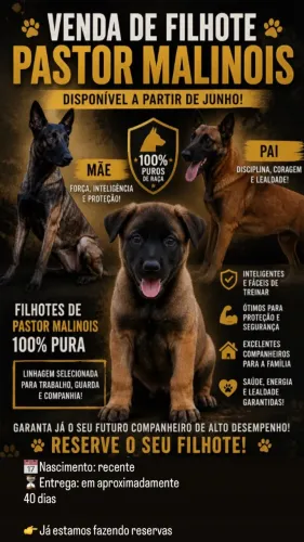 Pastor malinois