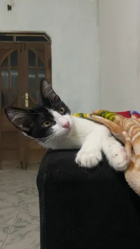 Gata Pra Doação