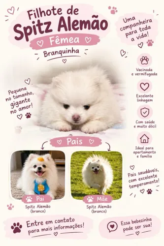 Filhote de Spitz Alemão