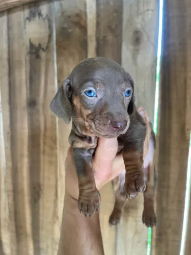 Macho Salsicha dachshund
