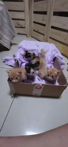 Doa-se filhotes se Gatos 