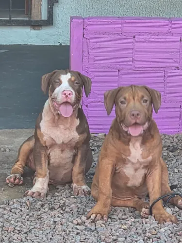Pitbull Monster