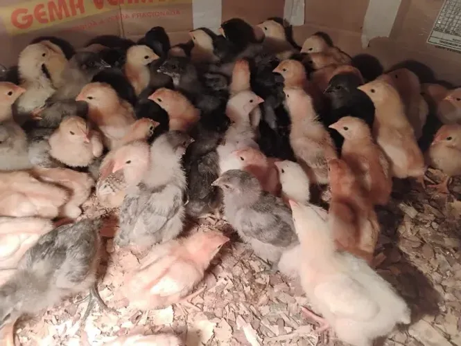 Pintinhos de raça (Isa Brown, PCG, Gris Cender)