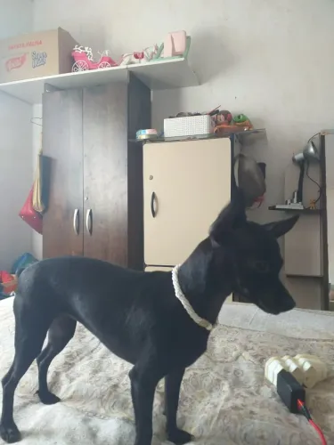 Pinscher femia 8 meses