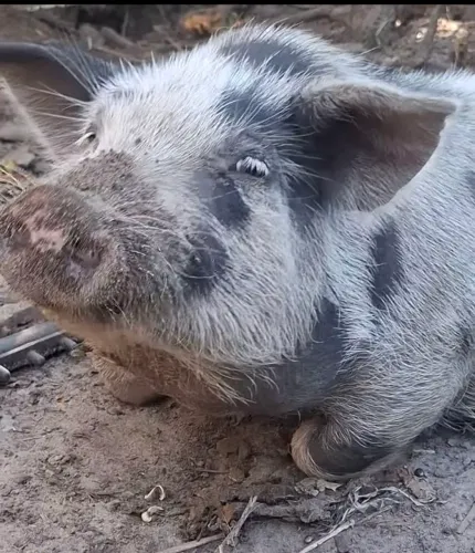 Casal de Mini Porco Pig