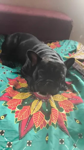 BULDOGUÊ FRANCÊS MACHO ADULTO 