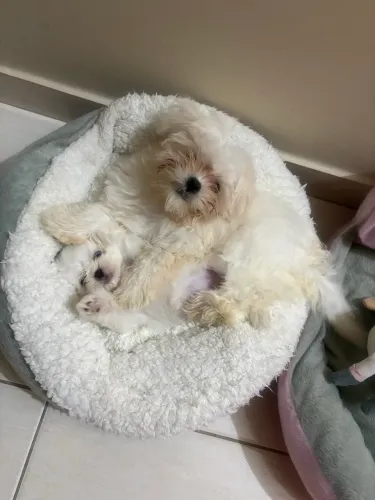 Lindos filhotes