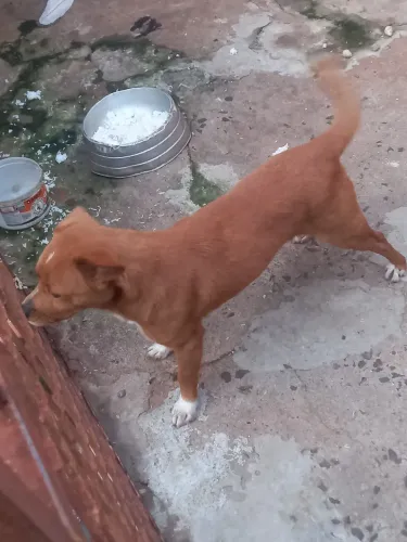 CACHORRO PARA DOAÇÃO