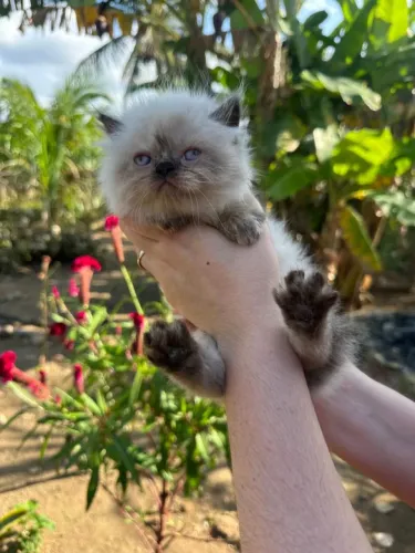 Vendo Filhote de Gato Persa Himalaio (MACHO)