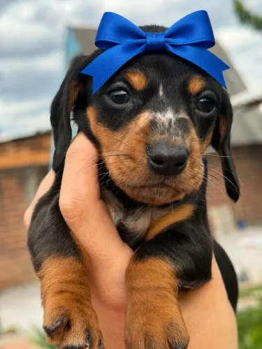 Lindo Daschund mini