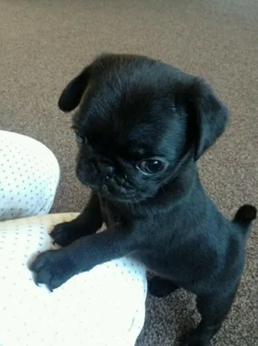 Filhotes de Pug!!!