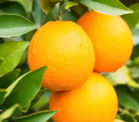 Mudas Enxertadas - Laranja Bahia